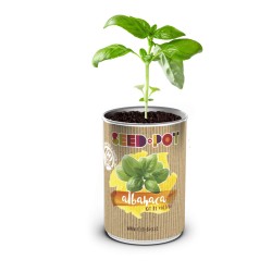 LATA DE CULTIVO SEMIL...