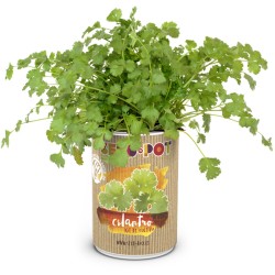 LATA CULTIVO SEMILLA...